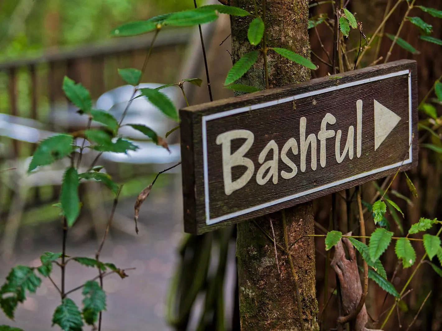 The Mouses House Rainforest Retreat Спрингбрук Деревянный коттедж